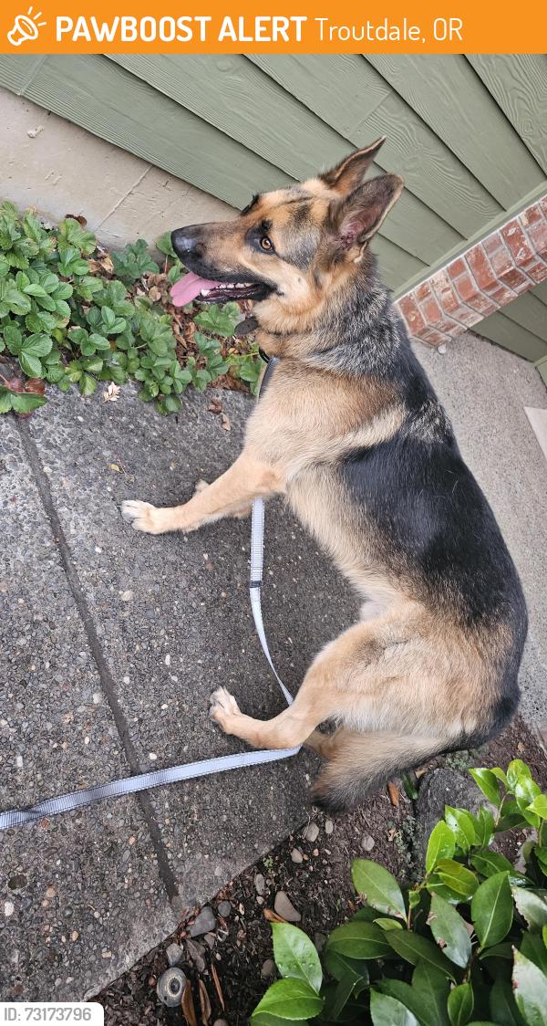 Found/Stray Male Dog last seen SE Strebin rd. and SE 282nd, wandering in fron of Open Door Baptist Church, Troutdale, OR 97060
