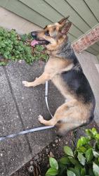 Found/Stray Male Dog last seen SE Strebin rd. and SE 282nd, wandering in fron of Open Door Baptist Church, Troutdale, OR 97060