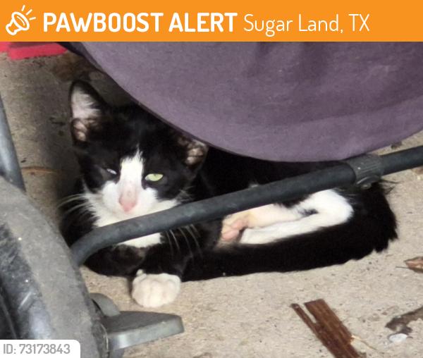 Found/Stray Unknown Cat last seen Shady Ln and Green Knoll, Sugar Land, TX 77479