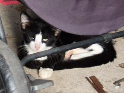 Found/Stray Unknown Cat last seen Shady Ln and Green Knoll, Sugar Land, TX 77479