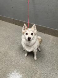 Shelter Stray Female Dog last seen N BRUCE ST & E BONANZA RD, 655 N Mojave Rd, Las Vegas, NV 89101, USA