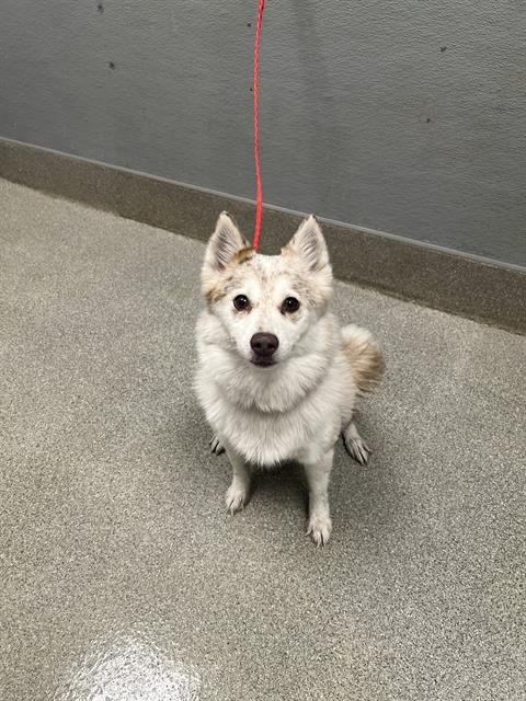 Shelter Stray Female Dog last seen N BRUCE ST & E BONANZA RD, 655 N Mojave Rd, Las Vegas, NV 89101, USA