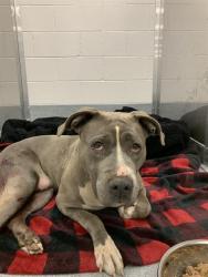Shelter Stray Female Dog last seen Near, 2600 S Harding St, Indianapolis, IN 46221, USA