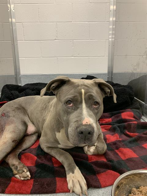 Shelter Stray Female Dog last seen Near, 2600 S Harding St, Indianapolis, IN 46221, USA