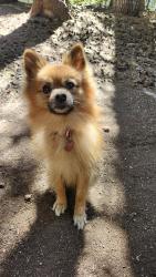 Reunited Female Dog last seen New Hope Rd., Galt, CA 95632
