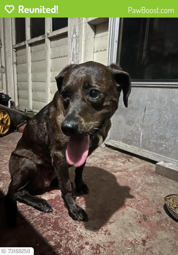 Reunited Female Dog last seen Villa Esta Circle st. and Flamingo, Macon, GA 31206