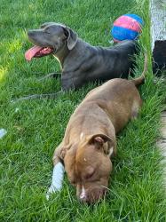 Found/Stray Male Dog last seen white oak and vanowen st, Los Angeles, CA 91335