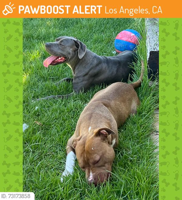 Found/Stray Male Dog last seen white oak and vanowen st, Los Angeles, CA 91335