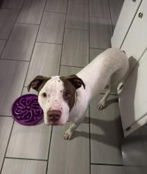 Reunited Male Dog last seen Tripolis street, concord nc, Concord, NC 28025