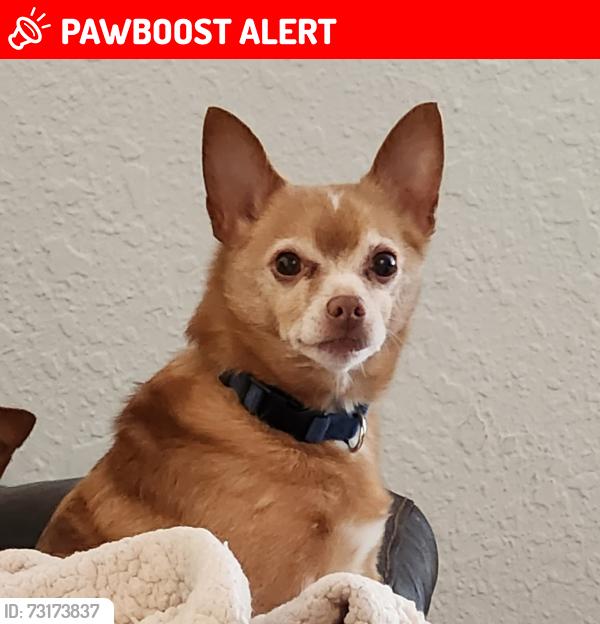 Lost Male Dog last seen Afton way and Constitution, Colorado Springs, CO 80909