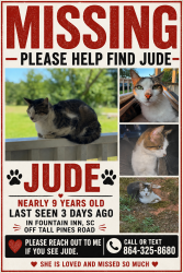 Lost Female Cat last seen Tall Pines Road fountain inn sc, Fountain Inn, SC 29644