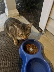 Found/Stray Female Cat last seen Refugee Rd, close to Pickerington police station, Etna, OH 43147