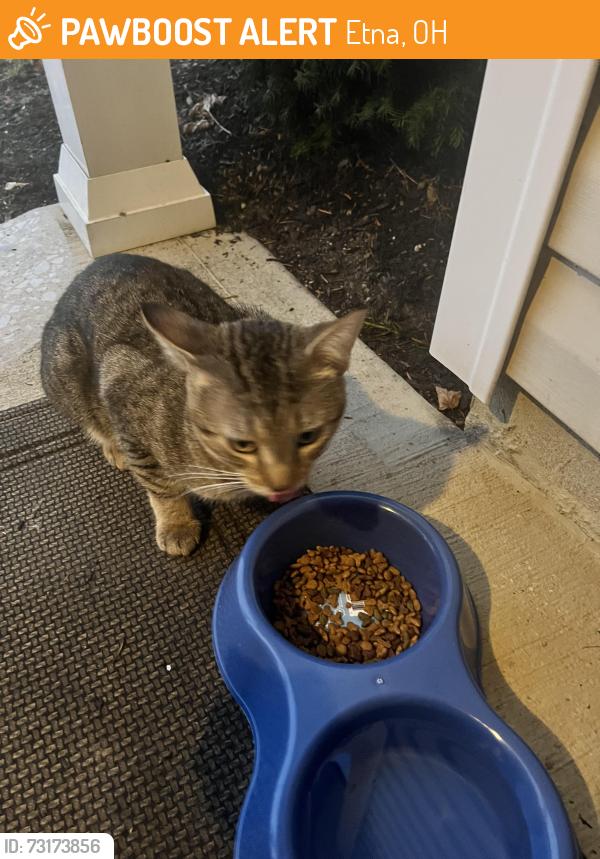 Found/Stray Female Cat last seen Refugee Rd, close to Pickerington police station, Etna, OH 43147