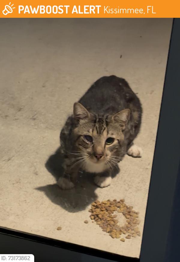 Found/Stray Unknown Cat last seen Golden knight blvd & loxley trail, Kissimmee, FL 34746