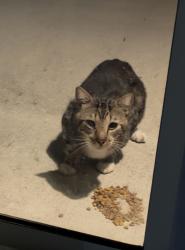 Found/Stray Unknown Cat last seen Golden knight blvd & loxley trail, Kissimmee, FL 34746