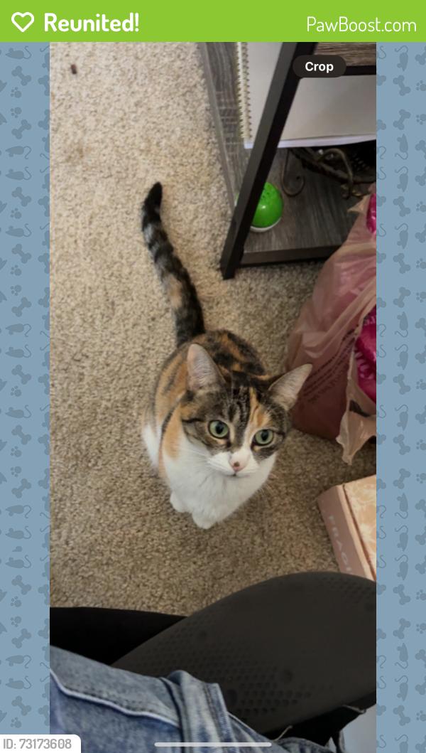 Reunited Female Cat last seen MKE Airport, Saint Francis, WI 53207