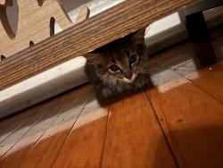 Lost Male Cat last seen Wabansia, Chicago, IL 60639