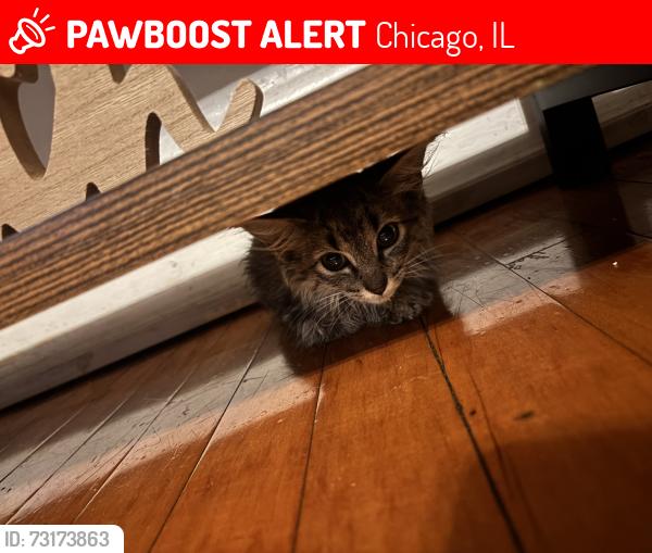 Lost Male Cat last seen Wabansia, Chicago, IL 60639