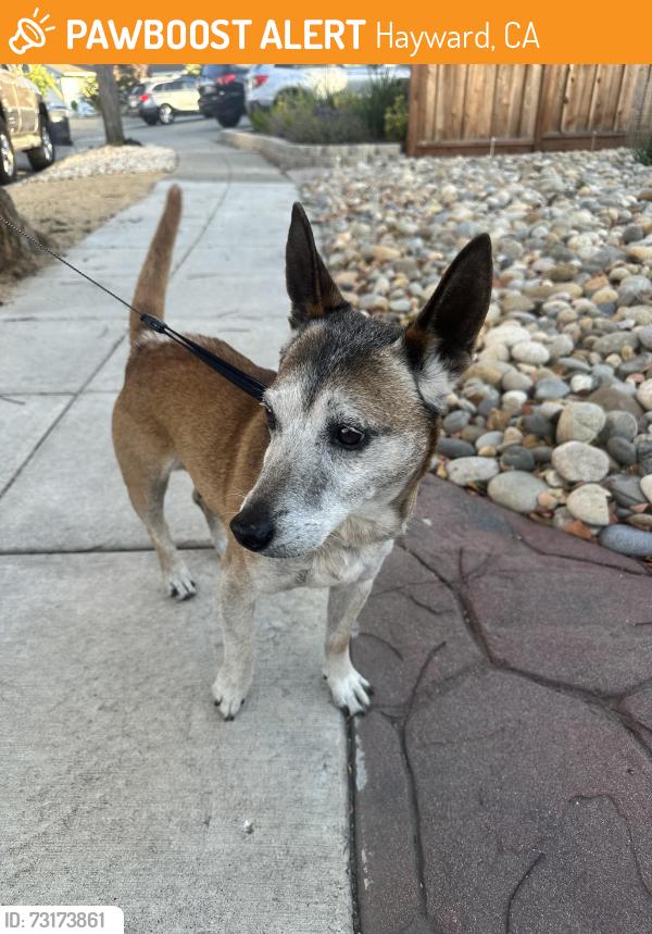 Found/Stray Male Dog last seen Adrian Avenue, Trafalgar, Cryer Street, Hayward, CA 94545