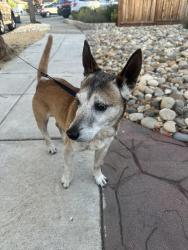 Found/Stray Male Dog last seen Adrian Avenue, Trafalgar, Cryer Street, Hayward, CA 94545