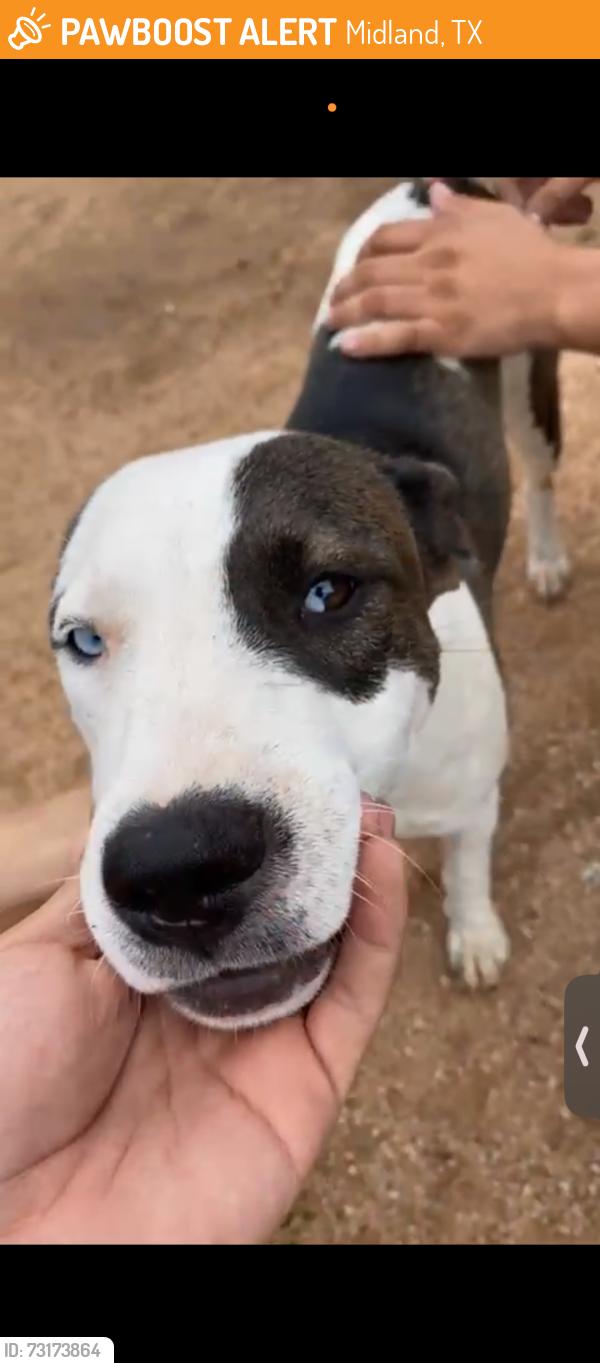 Found/Stray Female Dog last seen Lamesa road, Midland, TX 79705