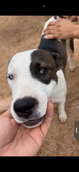 Found/Stray Female Dog last seen Lamesa road, Midland, TX 79705