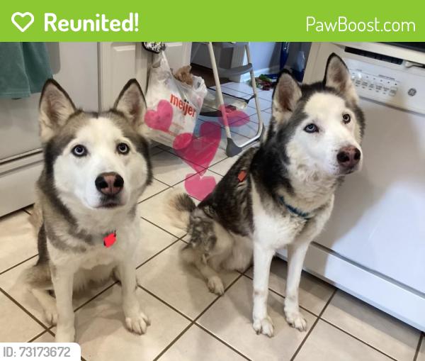 Reunited Male Dog last seen Brownstone Way and Kenilwood Way, Bowling Green, KY 42104