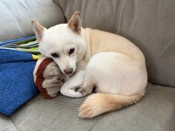 Reunited Female Dog last seen Near Fredericton St, Englewood, FL 34224, USA, Englewood, FL 34224