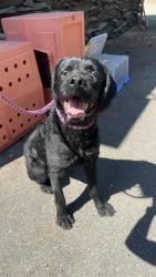 Found/Stray Male Dog last seen 176th Street E and Waller Rd, Frederickson, WA 98446