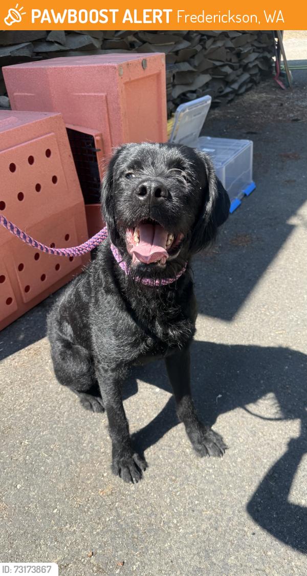 Found/Stray Male Dog last seen 176th Street E and Waller Rd, Frederickson, WA 98446