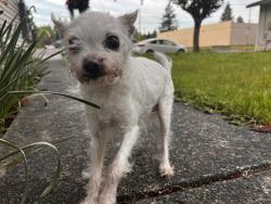 Lost Female Dog last seen Woodlawn park, Portland, OR 97211
