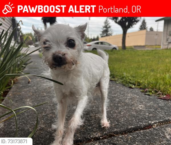 Lost Female Dog last seen Woodlawn park, Portland, OR 97211