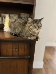 Lost Female Cat last seen We live in deer park meadows neighborhood, Deer Park, WA 99006