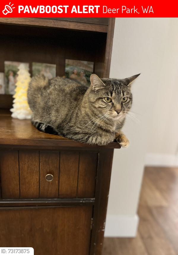 Lost Female Cat last seen We live in deer park meadows neighborhood, Deer Park, WA 99006