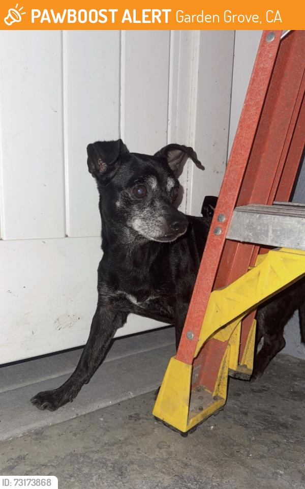 Found/Stray Male Dog last seen Goldenwest St and Garden Grove Blvd, Garden Grove, CA 92841