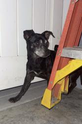 Found/Stray Male Dog last seen Goldenwest St and Garden Grove Blvd, Garden Grove, CA 92841