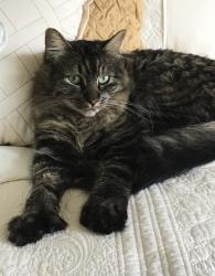 Lost Female Cat last seen Chilpancingo, Pleasant Hill, CA 94523