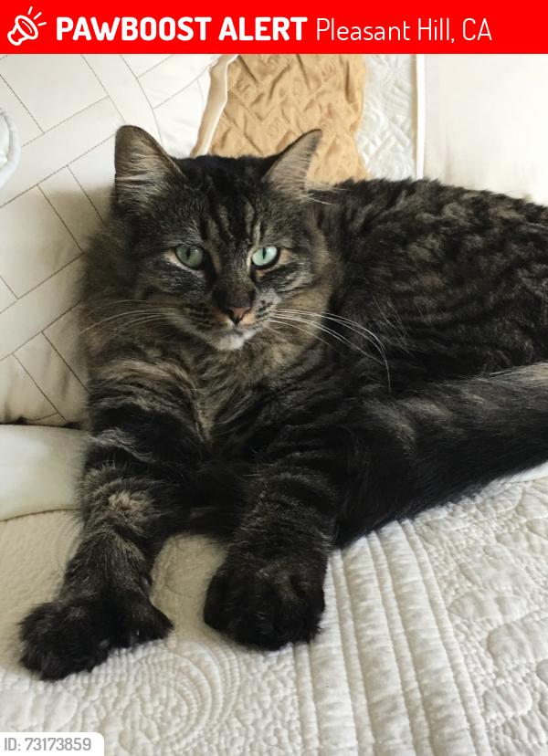 Lost Female Cat last seen Chilpancingo, Pleasant Hill, CA 94523