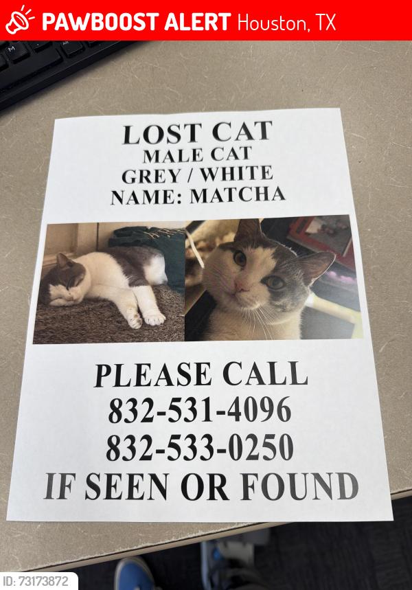 Lost Male Cat last seen Piney Lake ct., Houston, TX 77038