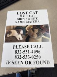 Lost Male Cat last seen Piney Lake ct., Houston, TX 77038