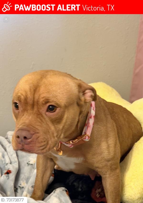 Lost Female Dog last seen Magdalena DR/ Pecos DR/ Airline, Victoria, TX 77904
