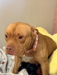 Lost Female Dog last seen Magdalena DR/ Pecos DR/ Airline, Victoria, TX 77904