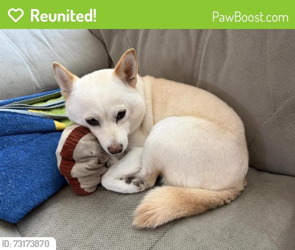 Reunited Female Dog last seen Near Fredericton St, Englewood, FL 34224, USA, Englewood, FL 34224