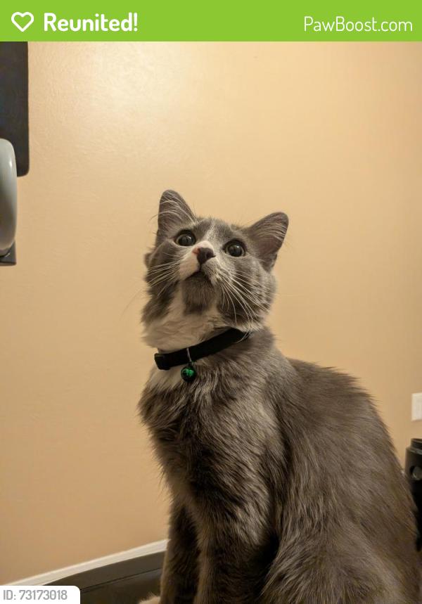 Reunited Male Cat last seen Aberdeen trails dr, Houston, TX 77095