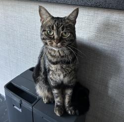 Lost Female Cat last seen Marsden park, Marsden Park, NSW 2765