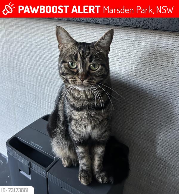 Lost Female Cat last seen Marsden park, Marsden Park, NSW 2765