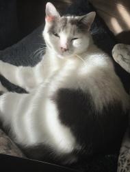 Reunited Male Cat last seen Breezeway Dr, Apopka, FL 32712, USA, Apopka, FL 32712