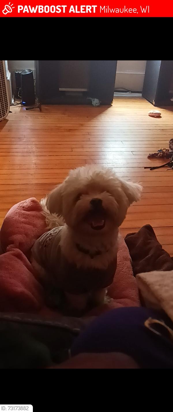 Lost Male Dog last seen Holton and buffering, Milwaukee, WI 53233
