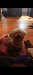 Lost Male Dog last seen Holton and buffering, Milwaukee, WI 53233