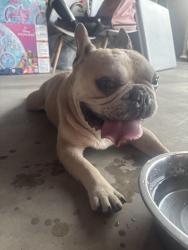 Reunited Male Dog last seen N Armstrong and butler area, Fresno, CA 93727